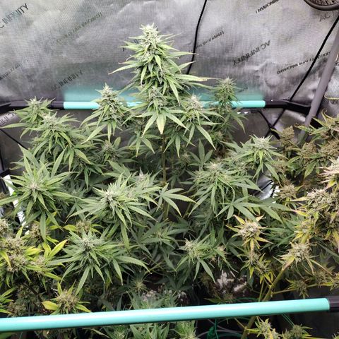 Mix Pack  #3 growlog timeline photo