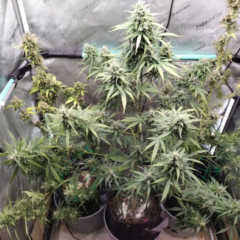 Mix Pack  #3 growlog timeline photo