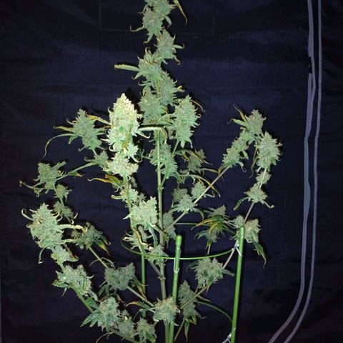 Banana Purple Punch  #4 growlog photo: Harvest 
