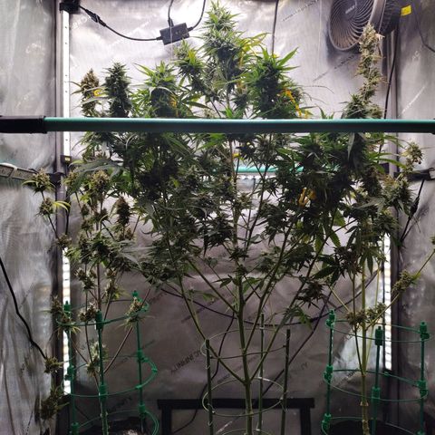 Mix Pack  #3 growlog timeline photo