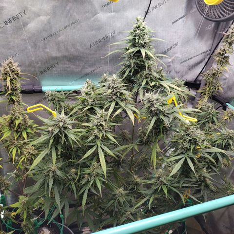 Mix Pack  #3 growlog timeline photo