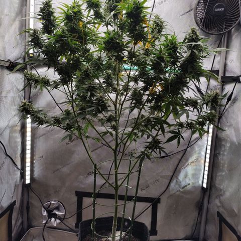 Mix Pack  #3 growlog timeline photo