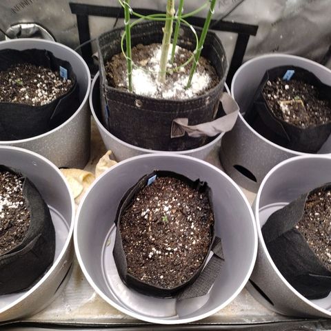 Mix Pack  #3 growlog photo: Transplant to 2 gal fabric pots 