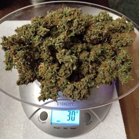 Banana Purple Punch  #4 growlog photo: 30 grams 