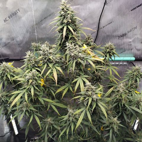 Mix Pack  #3 growlog timeline photo