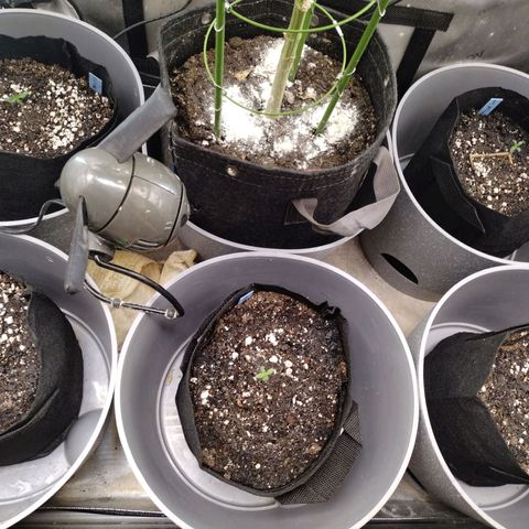 Mix Pack  #3 growlog timeline photo