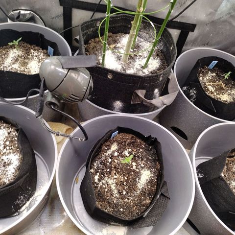 Mix Pack  #3 growlog timeline photo