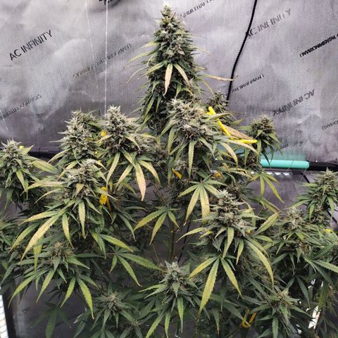 Mix Pack  #3 growlog timeline photo