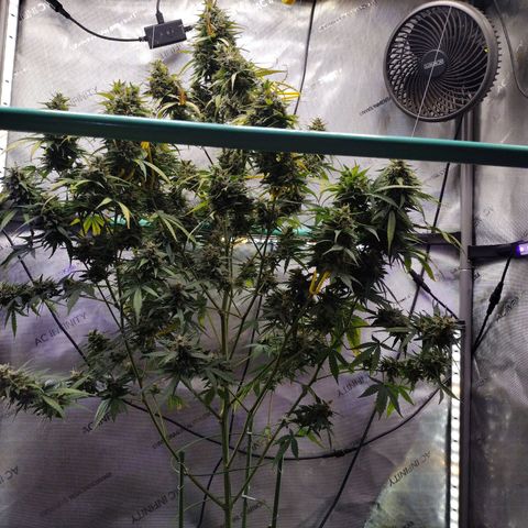 Mix Pack  #3 growlog timeline photo