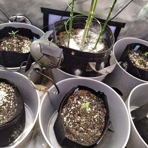 Mix Pack  #3 growlog timeline photo