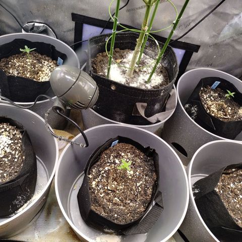 Mix Pack  #3 growlog timeline photo