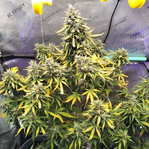 Mix Pack  #3 growlog timeline photo
