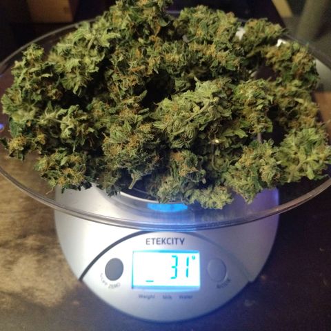 Mix Pack  #3 growlog photo: 31 grams 