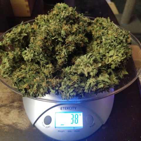 Mix Pack  #3 growlog photo: 38 grams 