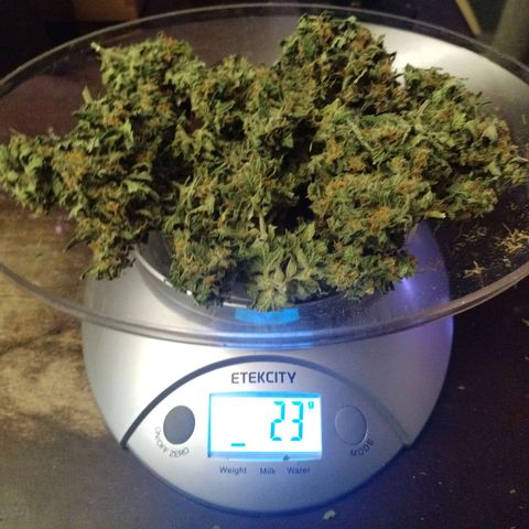 Mix Pack  #3 growlog photo: 23 grams 