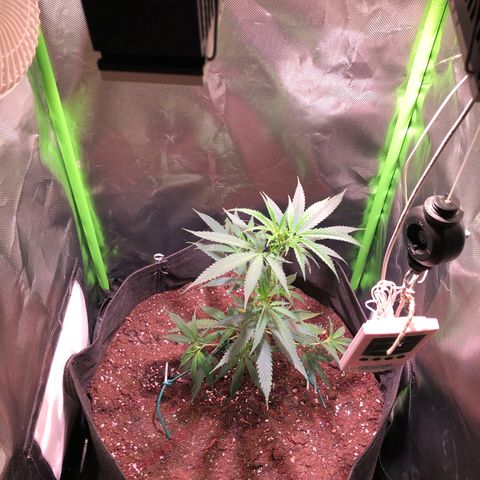 Shining Silver Haze growlog photo: Umgetopft&triebe zum toppen runter gebunden