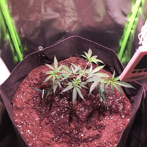 Shining Silver Haze growlog photo: nach topping