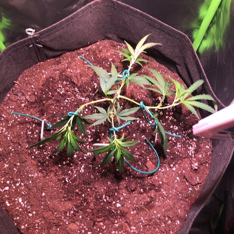 Shining Silver Haze growlog photo: wieder runter gebunden. 3 große blätter entfernt