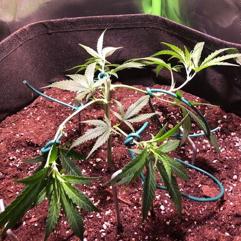 Shining Silver Haze growlog timeline photo