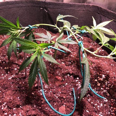 Shining Silver Haze growlog timeline photo