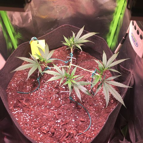 Shining Silver Haze growlog timeline photo