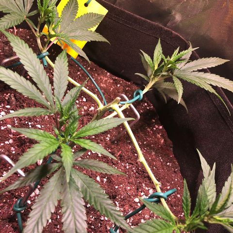 Shining Silver Haze growlog timeline photo