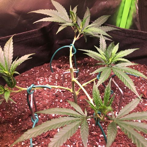 Shining Silver Haze growlog timeline photo