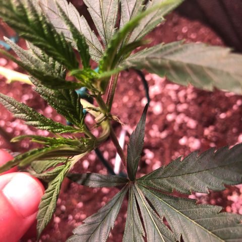 Shining Silver Haze growlog photo: 2nd topping