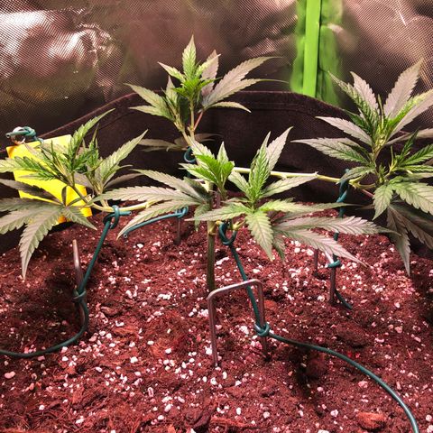 Shining Silver Haze growlog timeline photo