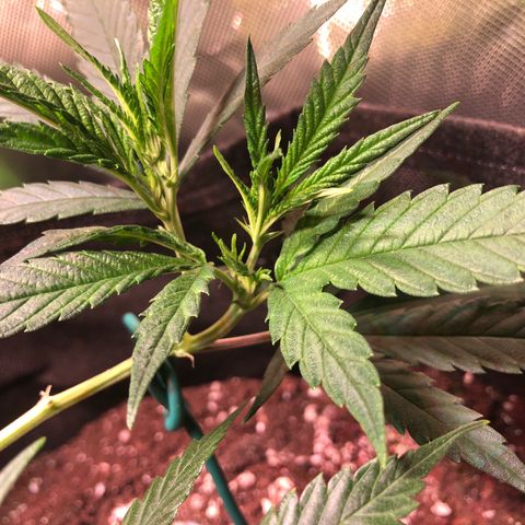 Shining Silver Haze growlog timeline photo