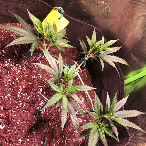 Shining Silver Haze growlog timeline photo