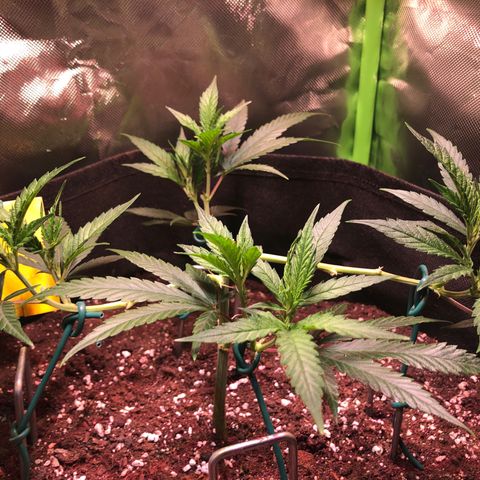 Shining Silver Haze growlog timeline photo
