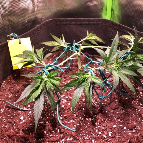 Shining Silver Haze growlog timeline photo