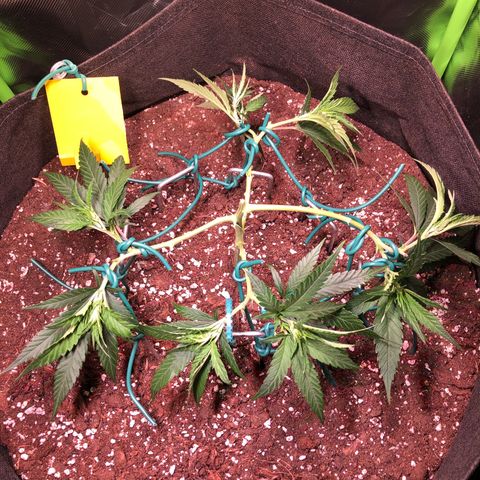 Shining Silver Haze growlog timeline photo