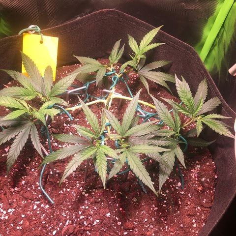 Shining Silver Haze growlog photo: 3. mal getoppt
