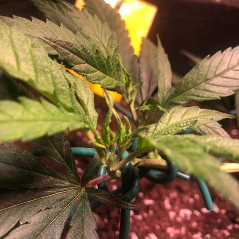 Shining Silver Haze growlog photo: 3. mal getoppt