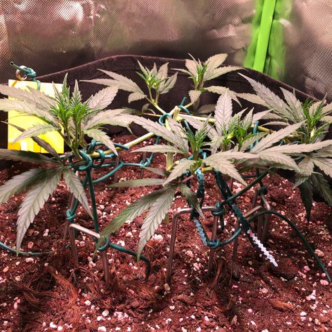 Shining Silver Haze growlog timeline photo