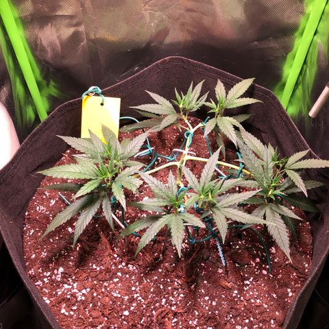 Shining Silver Haze growlog timeline photo