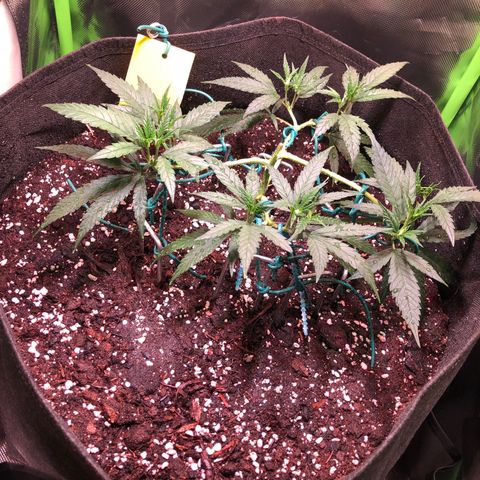 Shining Silver Haze growlog photo: 0,5L+ gegossen