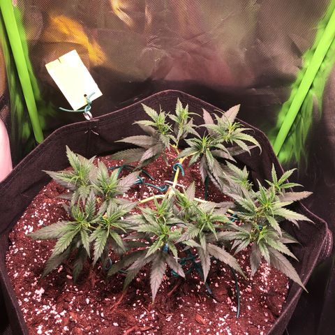 Shining Silver Haze growlog photo: 3.Lampe dazu geschaltet. abstand vergrößert (40cn)