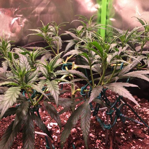 Shining Silver Haze growlog photo: 3.Lampe dazu geschaltet. abstand vergrößert (40cn)