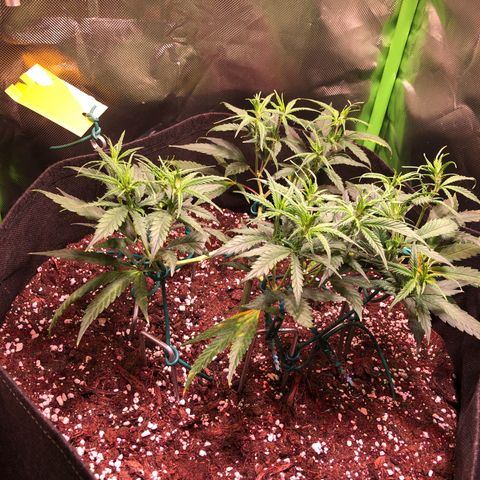 Shining Silver Haze growlog photo: pflanzen hellgrün, untere blätter zeigen mangelerscheinungen