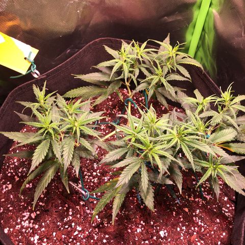 Shining Silver Haze growlog photo: pflanzen hellgrün, untere blätter zeigen mangelerscheinungen