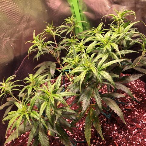 Shining Silver Haze growlog photo: nach unterste triebe entfernen, blätter gelassen