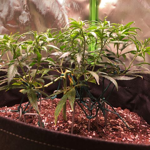 Shining Silver Haze growlog photo: nach unterste triebe entfernen, blätter gelassen