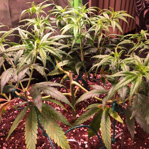 Shining Silver Haze growlog photo: nach unterste triebe entfernen, blätter gelassen