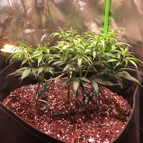 Shining Silver Haze growlog timeline photo