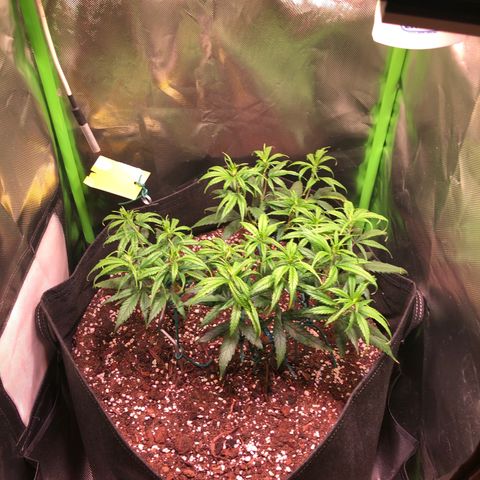 Shining Silver Haze growlog timeline photo