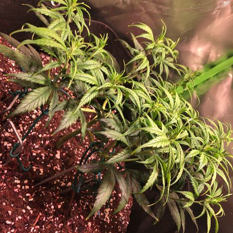 Shining Silver Haze growlog timeline photo