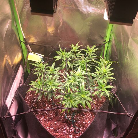 Shining Silver Haze growlog timeline photo